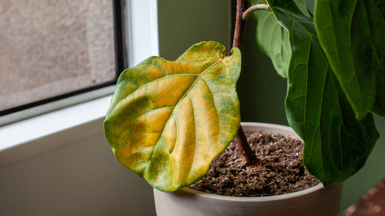 Yellow overwatered houseplant