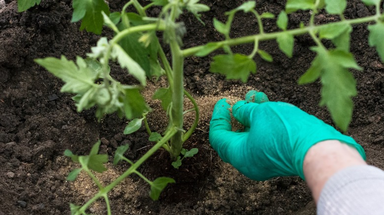 Adding bone meal to soil