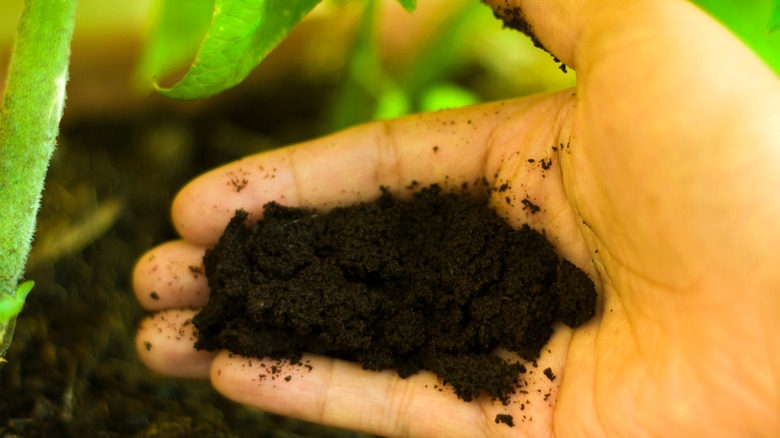 Adding coffee grounds to soil