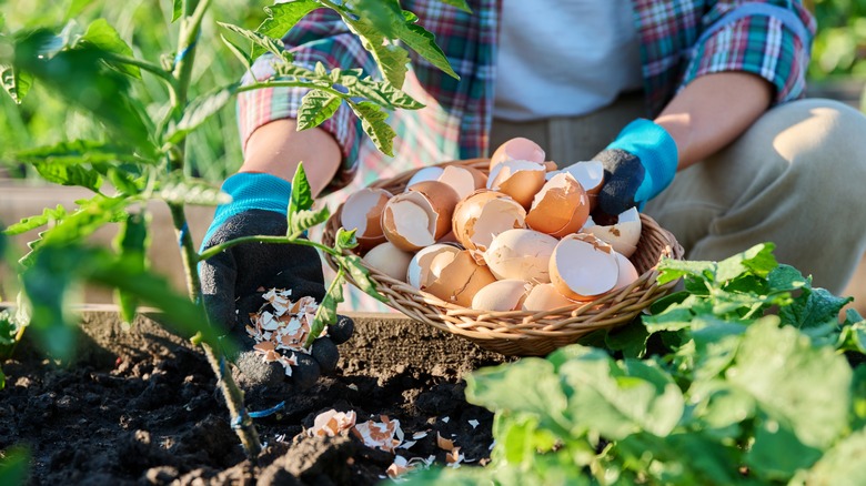 Adding eggshells to tomato plant