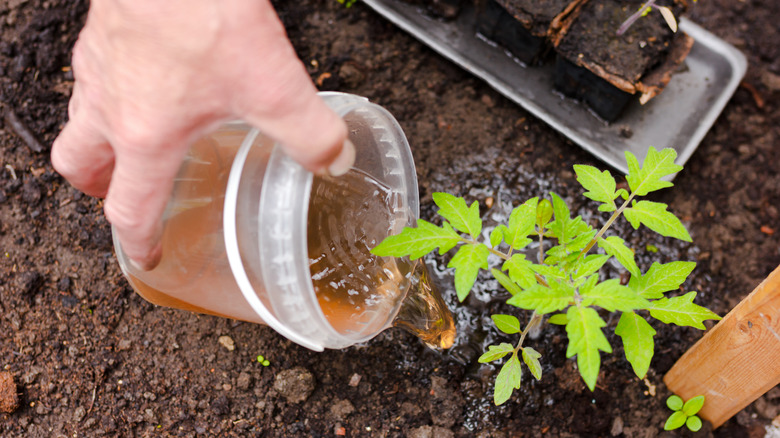 Gardener adding liquid fertilizer