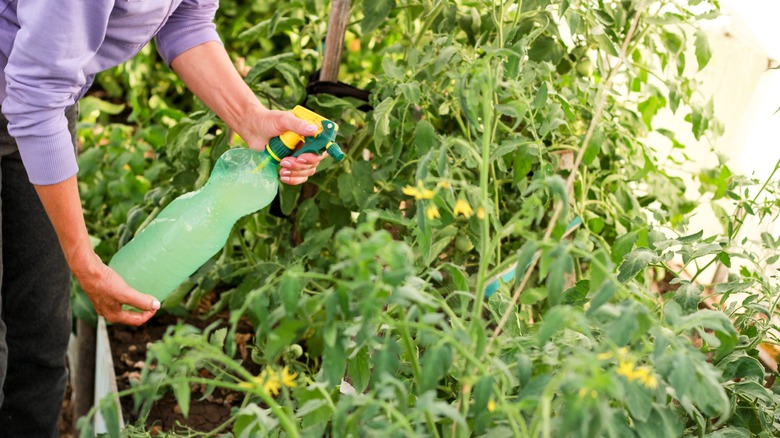 Woman fertilizing tomato plants