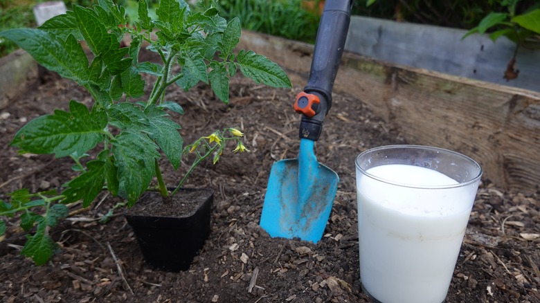 Tomato plant with milk cup