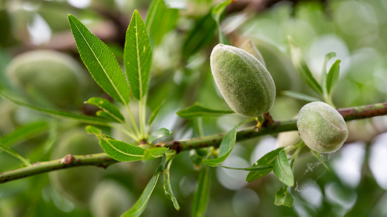 Almond tree with green fruits