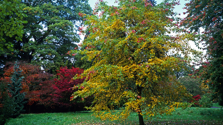 Black gum tree with green and red leaves growing in a yard