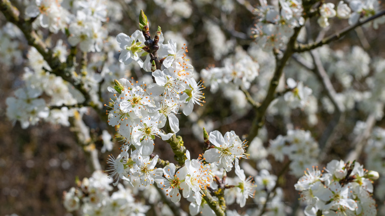 White flowers with yellow centers growing on Chickasaw plum tree