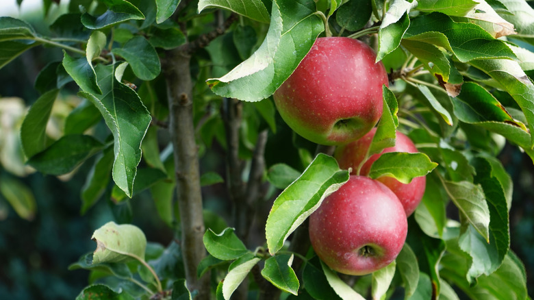 Columnar apples hanging from a tree branch