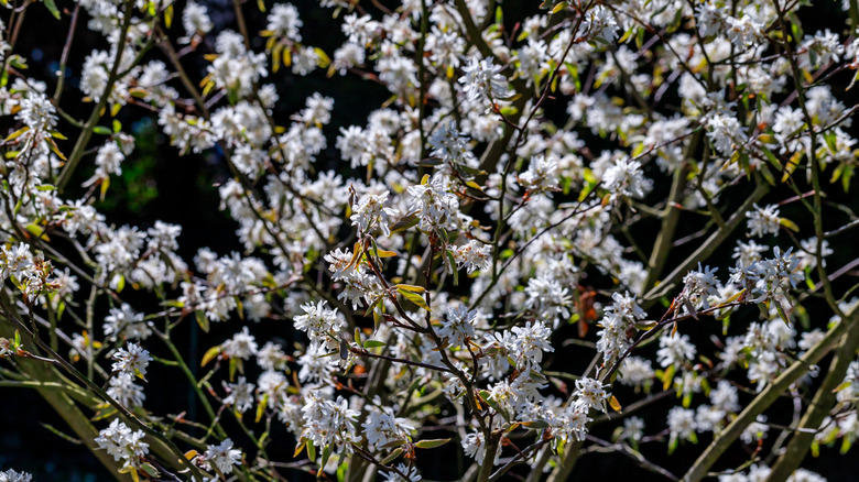 Downy serviceberry tree with white blossoming flowers