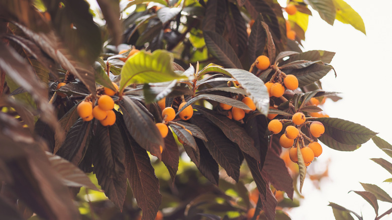 Ripe orange fruits hanging from loquat tree