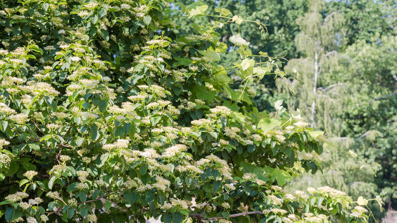 White flowers on Pagoda dogwood tree