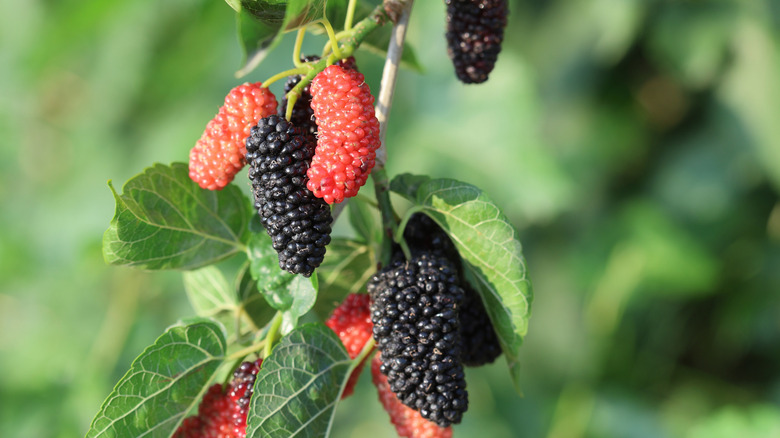 Black and red fruits hanging from a red mulberry tree