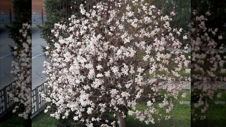 Sweet bay magnolia with white flowers growing in a yard