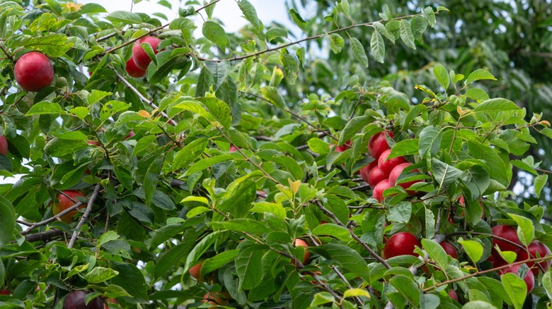 Red fruits on a wild plum tree