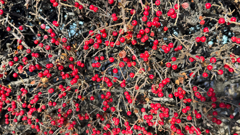 Ripe red berries hanging from Winterberry holly