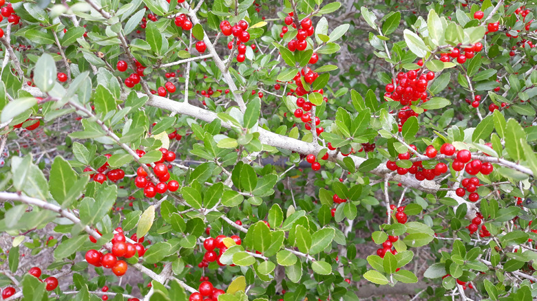 Red berries hanging from a Yaupon holly tree