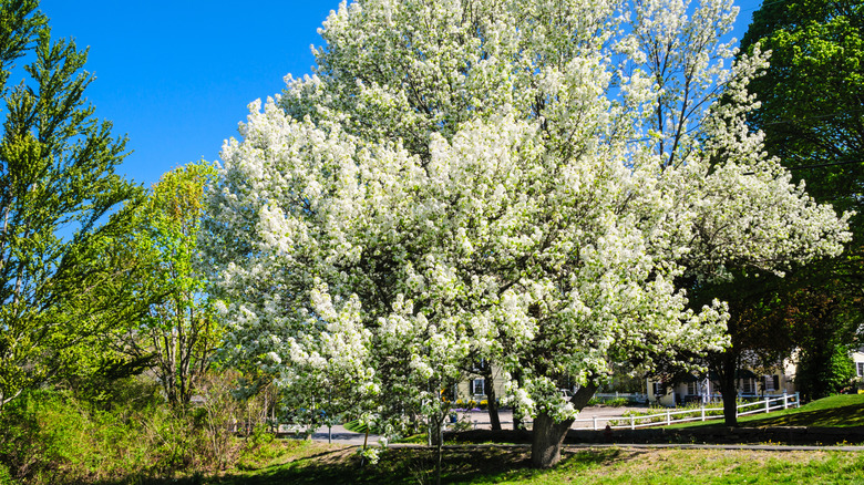 Bradford pear tree with white flowers