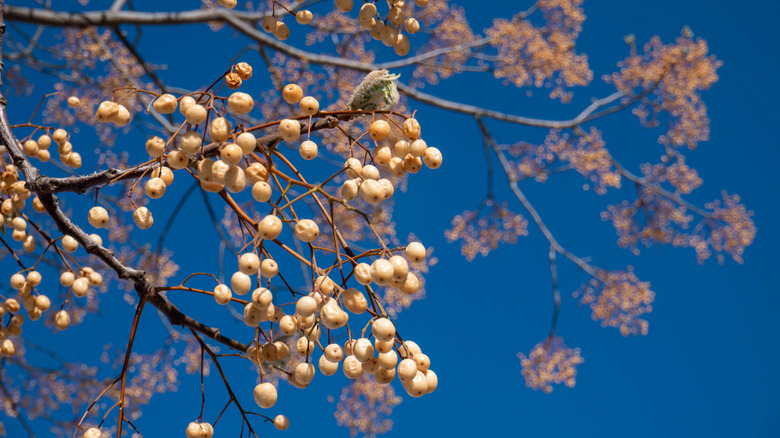 Chinaberry tree with fruits hanging from its branches