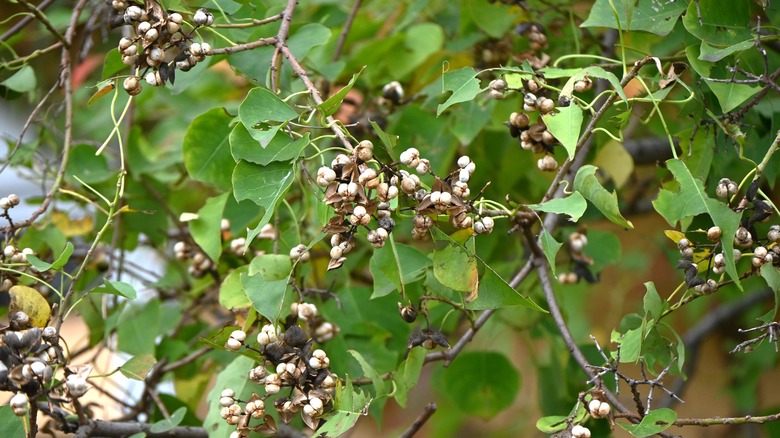 Chinese tallow tree with fruits