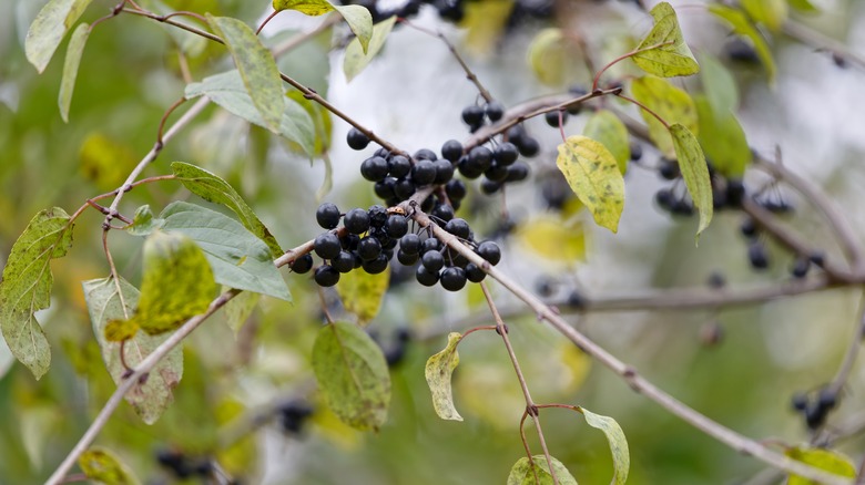 Purple berries hanging from a European buckthorn tree