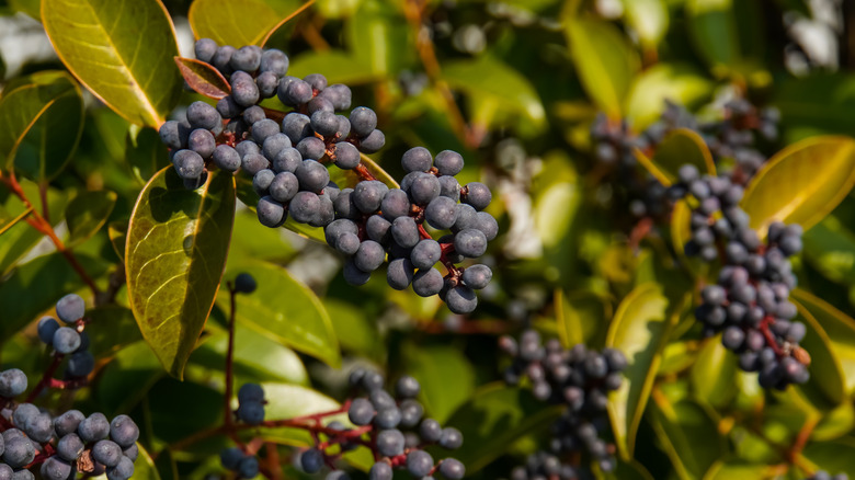 Bluish black fruits of Japanese privet