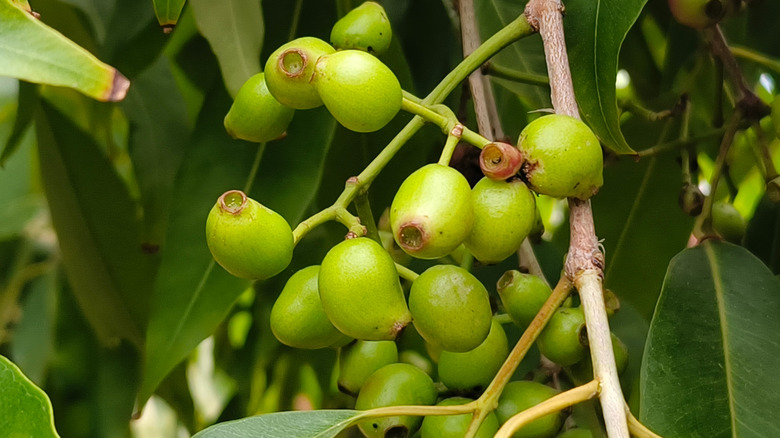 Green Java plum fruits hanging from the tree