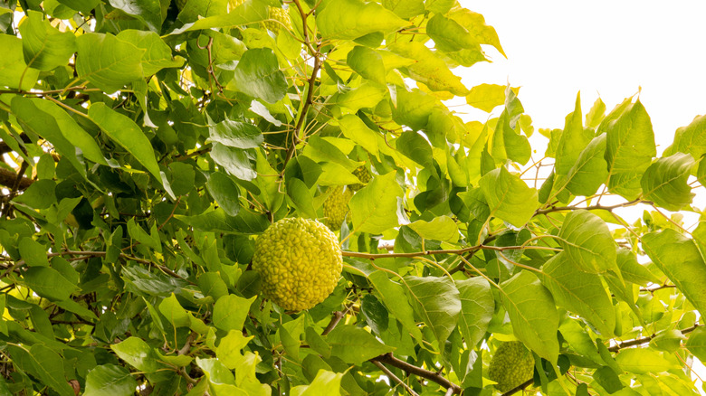 Osage-orange tree with fruits and green leaves