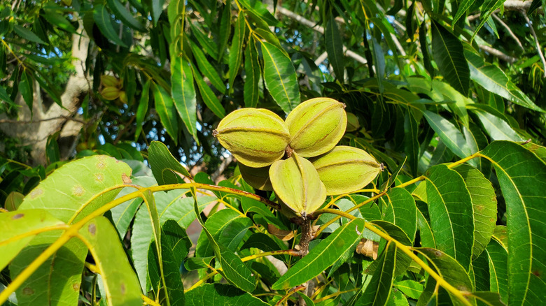 Pecan nuts growing on tree