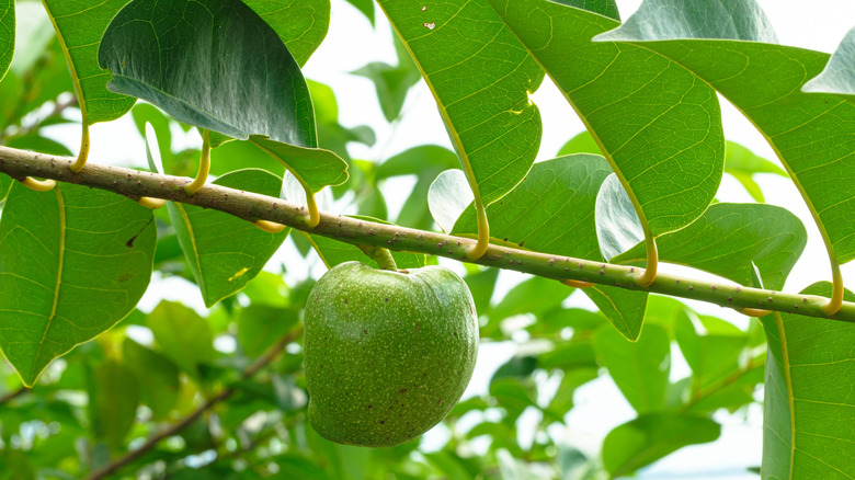 Green fruit hanging from the pond apple tree