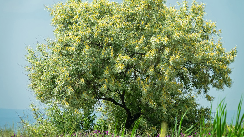 Russian olive tree with blooming flowers in a field