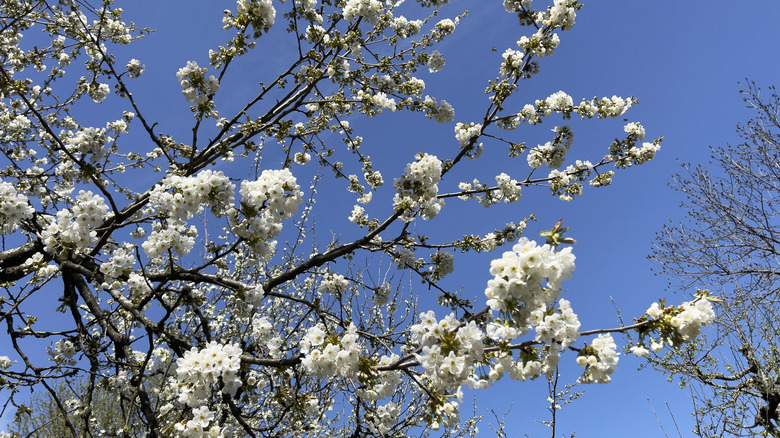 Sweet cherry tree with white blooming flowers