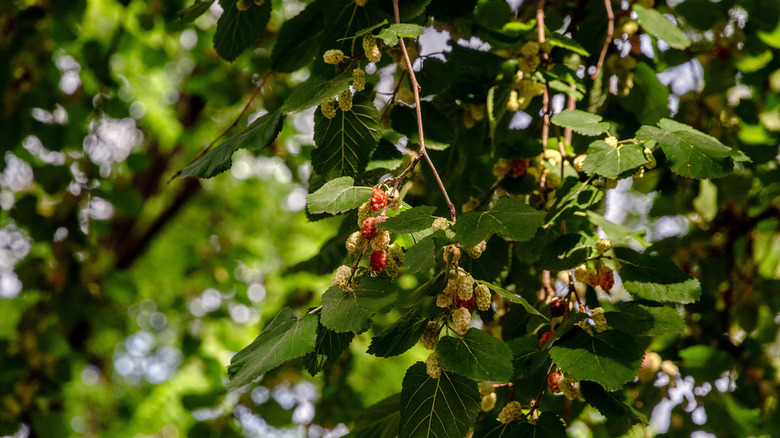 White mulberry tree with young fruits