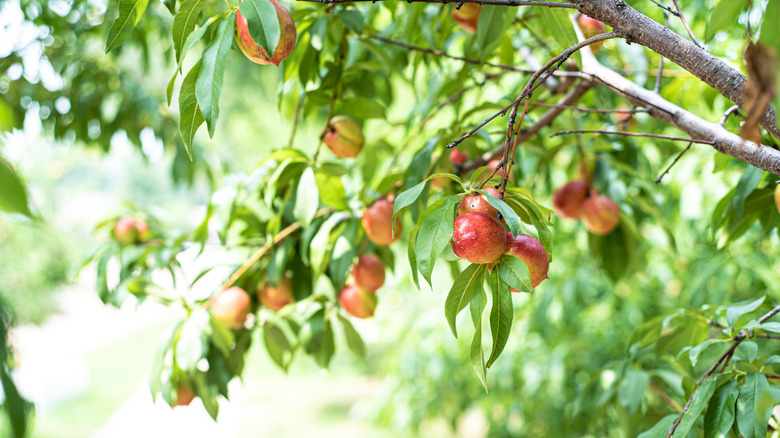 Fruit tree with red fruits hanging from its branches