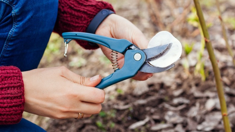 Closeup of gardener sanitizing garden shears with white pad