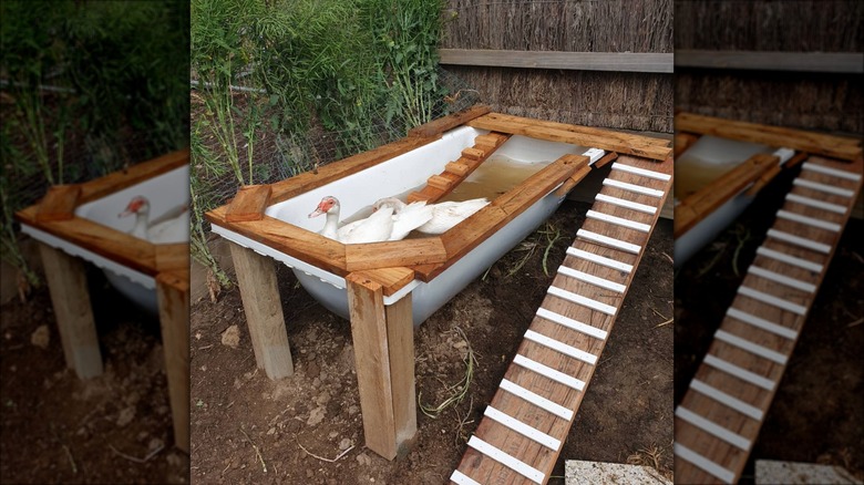 ducks in repurposed bathtub pond