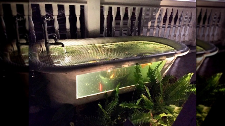 koi pond in bathtub at night