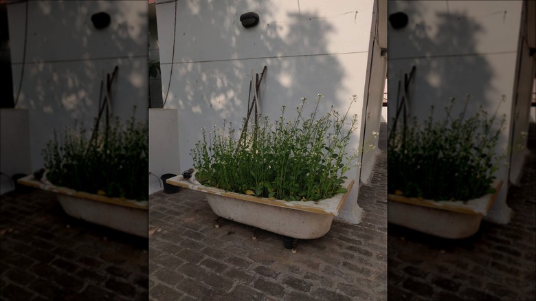 white bathtub planter outside