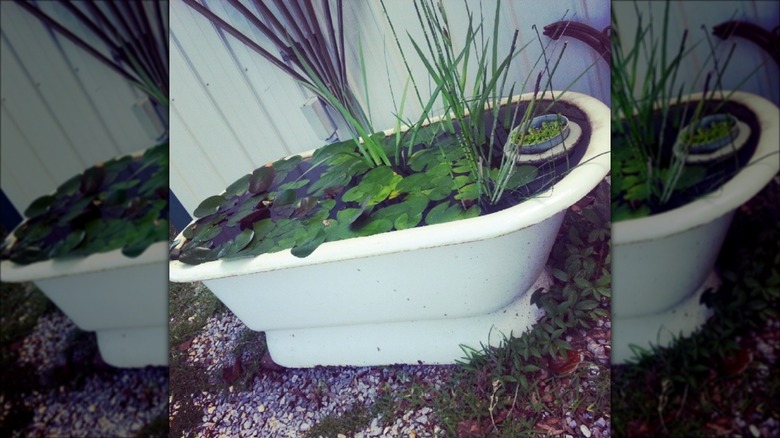 water lilies in repurposed bathtub