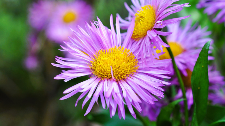 Purple asters and leaves