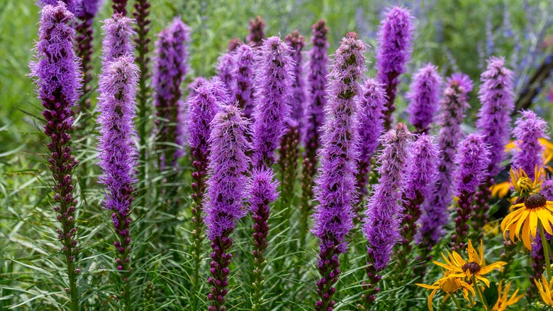 Marsh blazing star plants