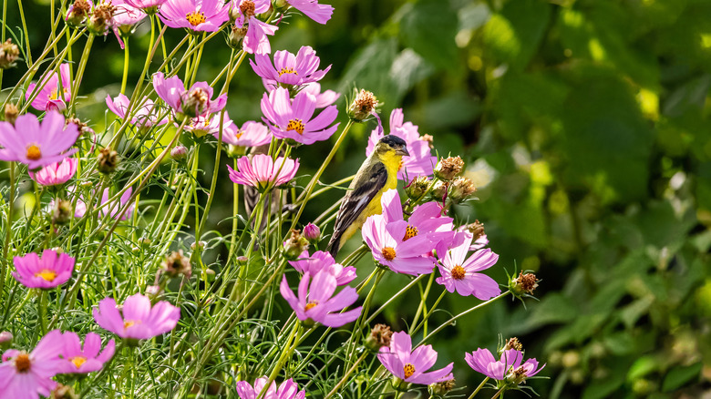 Goldfinch among cosmos flowers