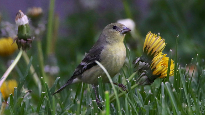 Goldfinch sitting on dandelions