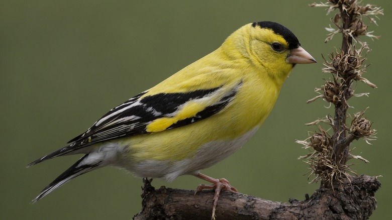 American goldfinch on plant