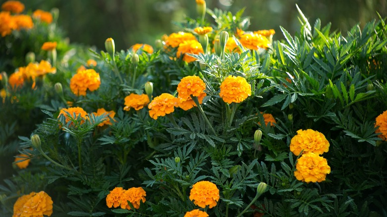 Marigold flowers and foliage