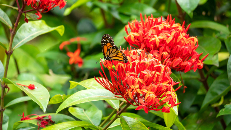 Milkweed growing in garden