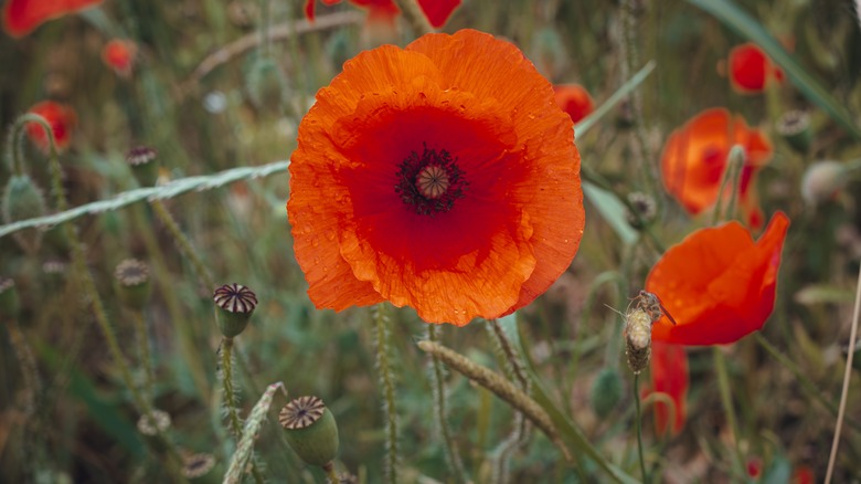 Poppies growing in garden