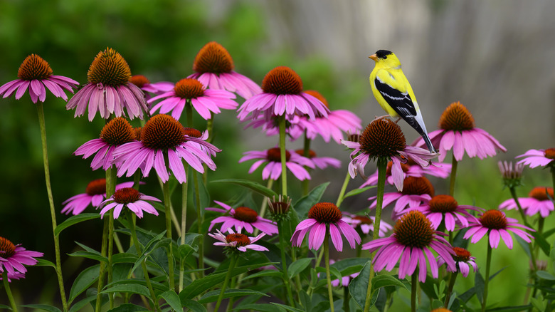 Goldfinch on purple coneflowers