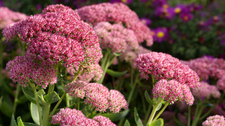 Sedum planted with asters