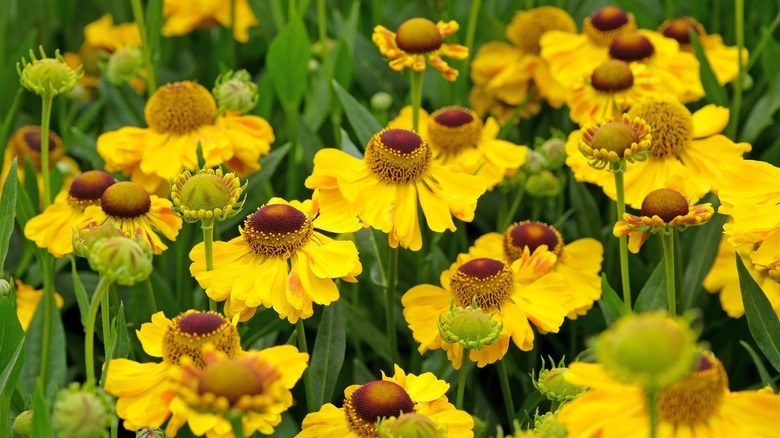 Yellow sneezeweed blooms