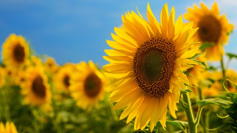 Sunflowers growing in field