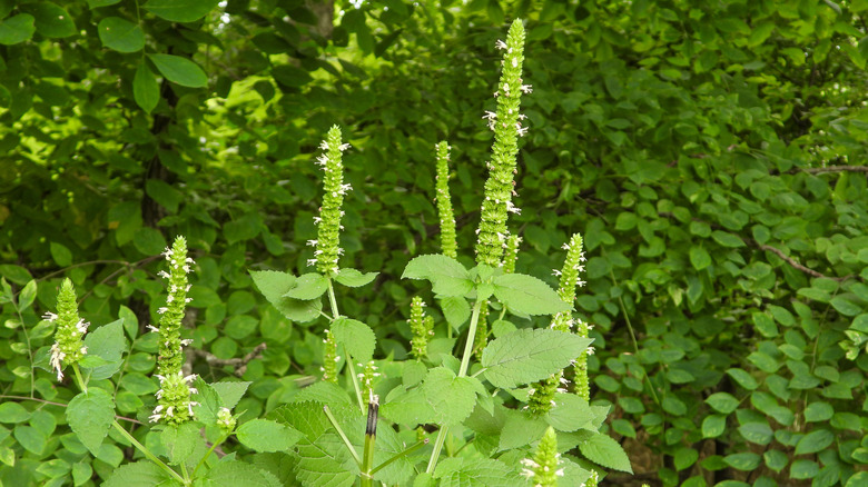 Yellow giant hyssop growing